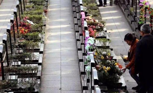 小細(xì)節(jié)大文明丨清明祭掃禮儀篇