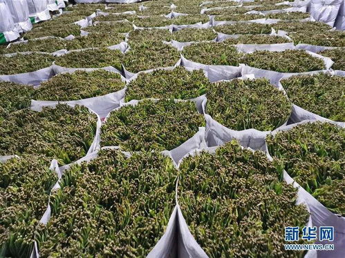 小小粽葉成為武陵山區(qū)群眾的 幸福葉