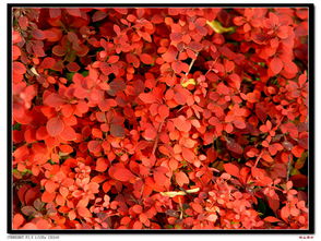 積攢的花布——恒山居士的藝術(shù)與記憶